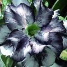Rare 2 PCS Desert Rose Adenium Seeds - Black White Single Petal Flowers