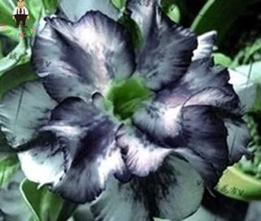 Rare 2 PCS Desert Rose Adenium Seeds - Black White Single Petal Flowers