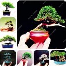 Rare 100 PCS Colorful Japanese Juniper Mixed Seeds