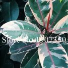 Rare 50 PCS Chinese Ficus Benjamina Seeds