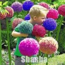 Rare 100 PCS Giant Allium Giganteum Seeds - Colorful Flowers