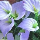 Rare 100 PCS Anthurium Seeds - 2 Colors Available