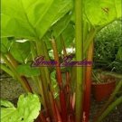 Rare 10 PCS Rhubarb Vanilla Vegetable Seeds