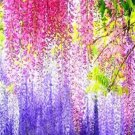 Rare 5 PCS Wisteria Wisteria Vine Saplings Seeds - Pink and Purple Flowers
