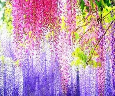 Rare 5 PCS Wisteria Wisteria Vine Saplings Seeds - Pink and Purple Flowers