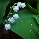 Rare 10 PCS Lily of The Valley Flowers Seeds