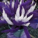 Rare 100 PCS Garden Foxtail Fern Seeds - Purple White Mixed Colors