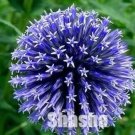 Rare 100 PCS Giant Allium Giganteum Seeds - 2 Colors Available