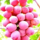 Rare 100 PCS Giant Red Globe Grape Vine Fruit Seeds