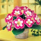 Rare 100 PCS Gloxinia Plants Seeds - Pink White Flowers with Yellow Centre