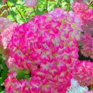 Rare 20 PCS 'Vanilla Strawberry' Hydrangea Flower Seeds