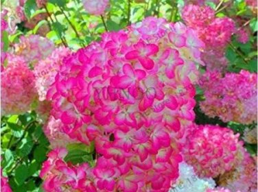 Rare 20 PCS 'Vanilla Strawberry' Hydrangea Flower Seeds