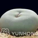 Rare 100 PCS Ball Conophytum vanzylii Lithop Seeds