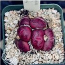 Rare 100 PCS Ball Conophytum vanzylii Lithop Seeds