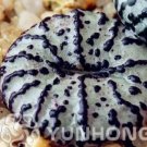 Rare 100 PCS Ball Conophytum vanzylii Lithop Seeds