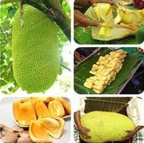 Rare 5 PCS Fresh Jackfruit Fruit Seeds - Heirloom Fruit