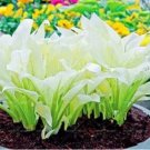 Rare 200 PCS Japanese Hosta Seeds - Milky White Ornamental Leaves