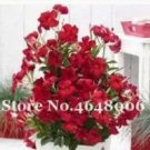 Rare 200 PCS Climbing Mandevilla Sanderi Dipladenia sanderi Seeds - Dark Red Flowers