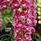 Rare 100 PCS Cymbidium Floribundum Orchid Seeds - Purplish Red Flowers