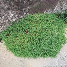 Rare 100 PCS Ground Cover Green Seeds Herniaria Glabra