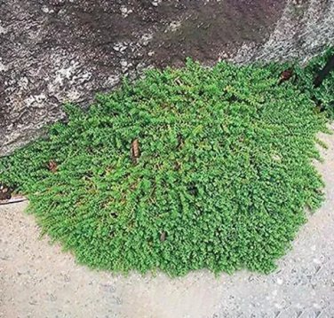 Rare 100 PCS Ground Cover Green Seeds Herniaria Glabra