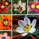 Rare 100 PCS Sparaxis Flowers Seeds