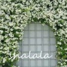 Rare 10 PCS Trachelospermum Jasminoides Flower Seeds - White Flowers
