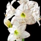 100 PCS Gorgeous Clivia Flower Seeds Kaffir Lily - White Flowers with Coffee Thin Edge