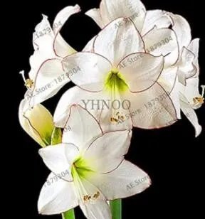 100 PCS Gorgeous Clivia Flower Seeds Kaffir Lily - White Flowers with Coffee Thin Edge