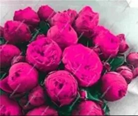 Rare 10 PCS Chinese Peony Tree Seed - Rose Pink Double Flowers