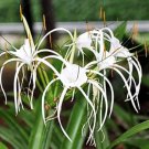 Rare 100 PCS Spider Lily and Lily Fragrance Ornamental Plants Seeds - White Flowers