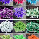 Rare 500 PCS Hosta Seeds - Mixed 12 Colors