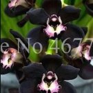 Rare 100 PCS Cymbidium Floribundum Orchid Seeds - Black Flowers