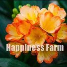 100 PCS Clivia Seeds - Redish Orange Flowers