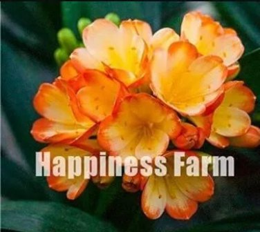 100 PCS Clivia Seeds - Redish Orange Flowers