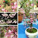 Rare 50 PCS Malus Halliana Seeds - Pink Bonsai Flowers