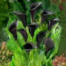 Rare 50 PCS Calla Lily Seeds - Black Color