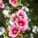 Rare 100 PCS Rare Hollyhock Flower Seeds - Light Pink Flowers with Rose Pink Centre