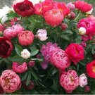 Rare 10 PCS Rare Chinese Peony Seeds - 2 Colors Available