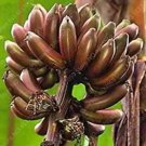Rare 100 PCS Dwarf Banana Seed - Greenish Red Skin