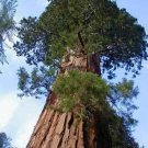 Rare 100 PCS Sequoiadendron giganteum Seeds Giant Sequoia Giant Redwood