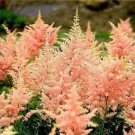 Rare 100 PCS Rare Astilbe 'Peach Blossom' Astilbe Japonica Seeds - Light Pink Color