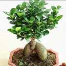 Rare 20 PCS Banyan Tree Seed Ficus Ginseng