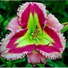 Rare 100 PCS Hybrid Daylily Flowers Seeds - Light Pink - Rose Red - Green Triple Double Flowers