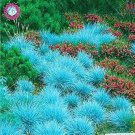 Rare 500 PCS Blue Grass Seeds Perennial