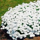 Rare 100 PCS Creeping Thyme Seeds - White Red Available