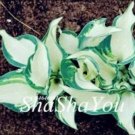 Rare 200 PCS Hosta Seed Perennials - Milky White with Green Edge Leaves
