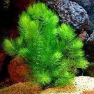 Rare 500 PCS Ceratophyllum Seeds Aquarium Grass Ornamental