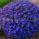 Rare 200 PCS Creeping Thyme Seeds Rock CRESS Plant - Purple Flowers