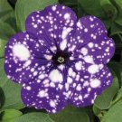 Rare 100 PCS Petunia Flower Seeds